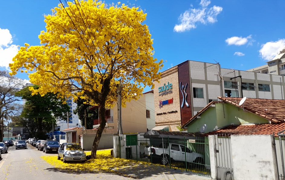 Nosso olhar pandêmico e a beleza do ipê-amarelo - SuperBairro