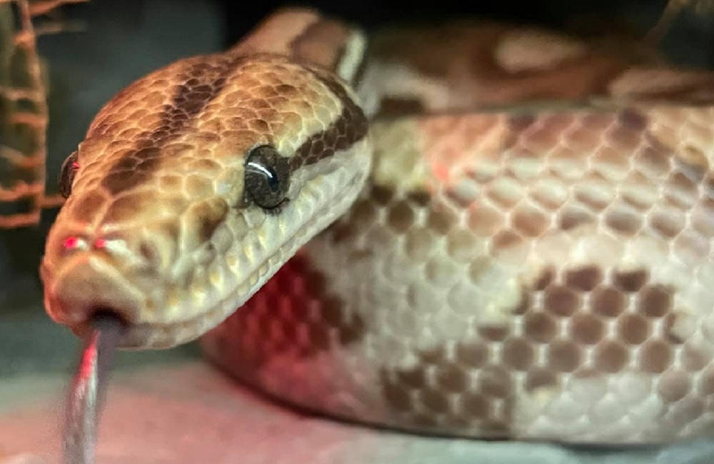 Olha a cobra!!! É mentira... - SuperBairro