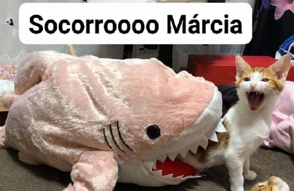 Os Gatos e Cachorros MAIS FOFOS & ENGRAÇADOS Da INTERNET 